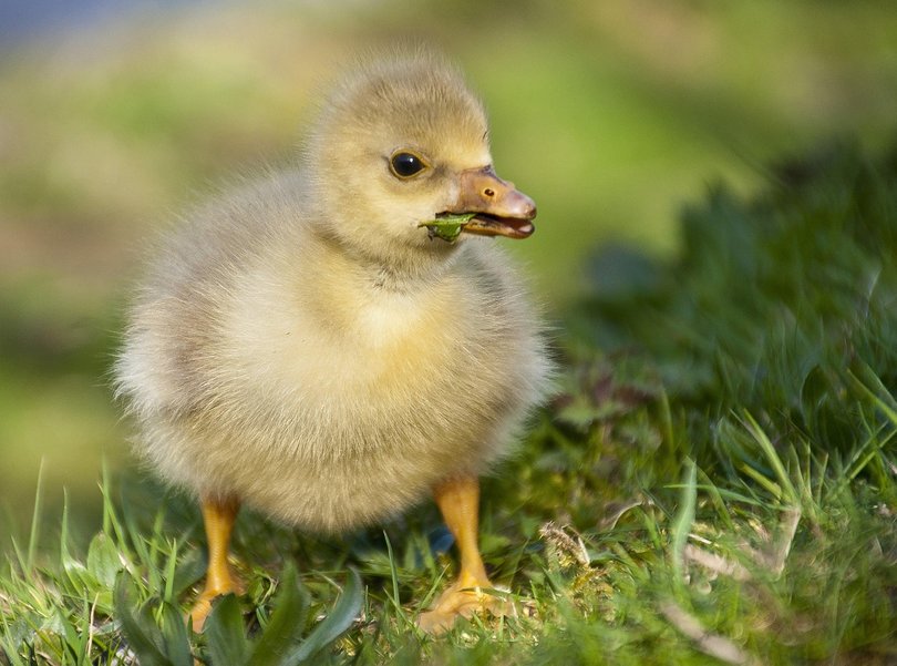 Goldcrestchemicals